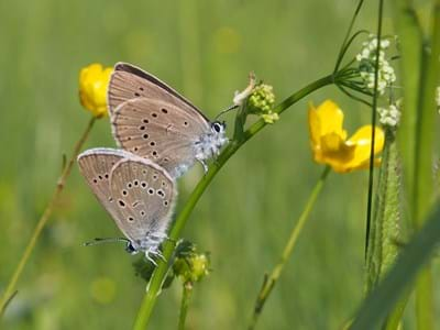 Der Helle Wiesenknopf-Ameisenbläuling (Phengaris teleius) bei der Paarung. Er ist in Bayern stark gefährdet und auf das Vorkommen des großen Wiesenknopfes auf extensiv genutzten Feuchtwiesen angewiesen.