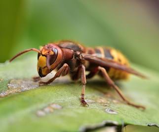Wespen- und Hornissenberatung